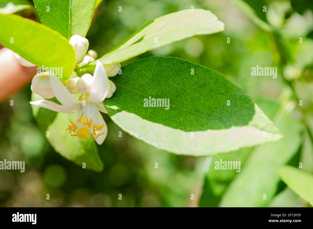 Isolated Lime Blossom Stock Photo Alamy