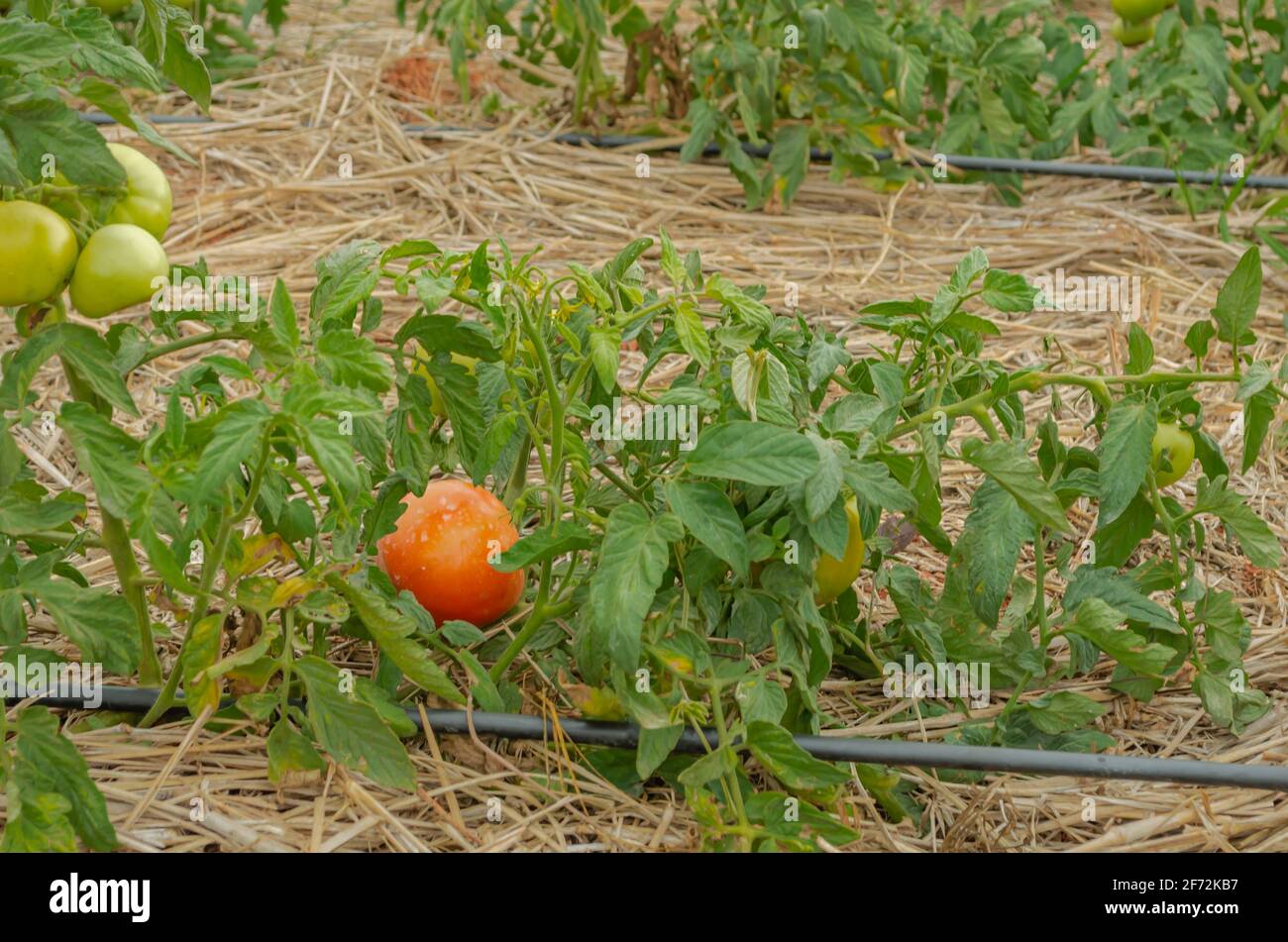Isolated Ripe Tomato In Garden Stock Photo