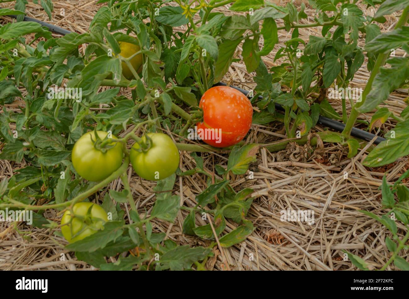 Ripe And Unripe Tomatoes In Garden Stock Photo