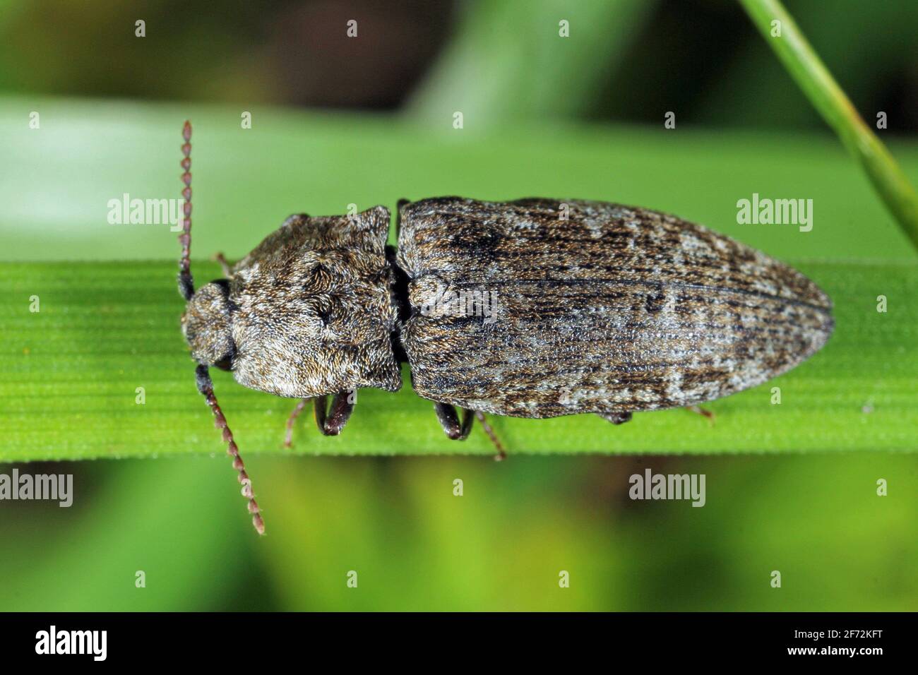 Agrypnus murinus is a click beetle a species from the family Elateridae. It is commonly known as