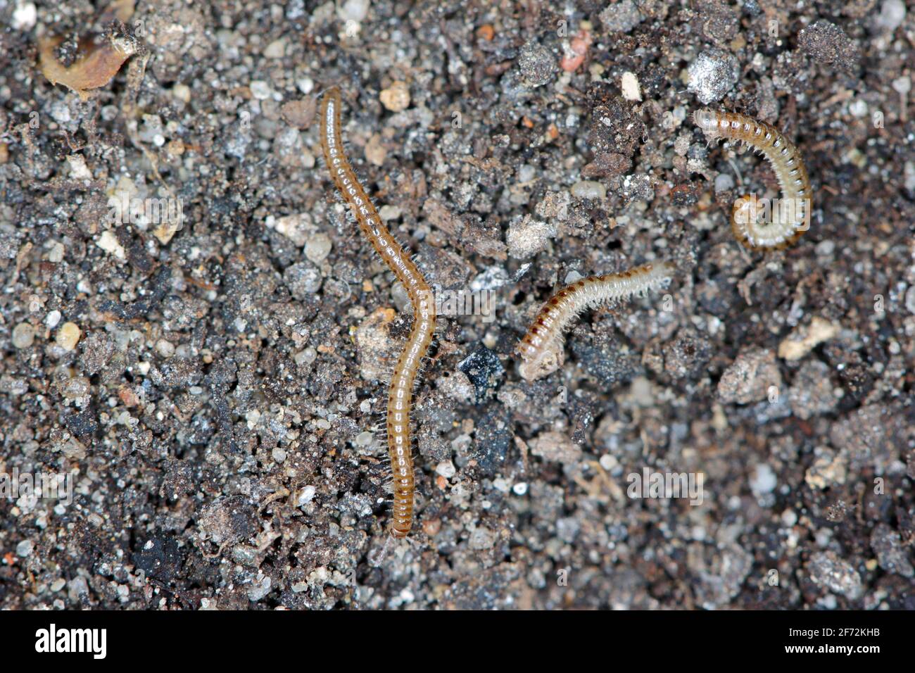 Blaniulus guttulatus, commonly known as the spotted snake millipede is a species of millipede in the family Blaniulidae. This worm living in the soil. Stock Photo