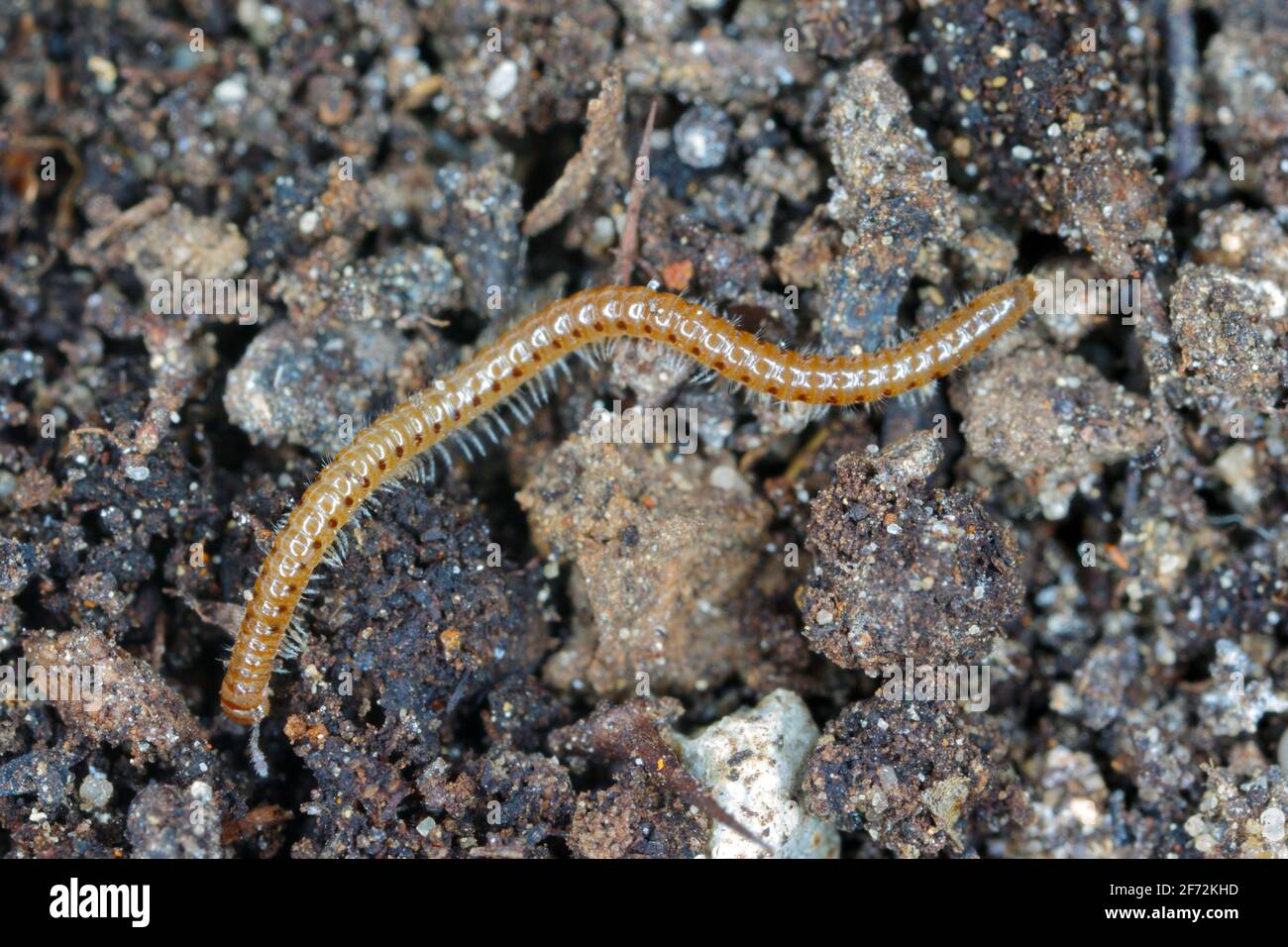 Blaniulus guttulatus, commonly known as the spotted snake millipede is a species of millipede in the family Blaniulidae. This worm living in the soil. Stock Photo