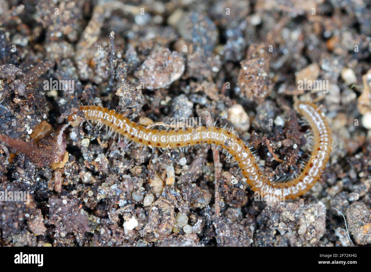 Blaniulus guttulatus, commonly known as the spotted snake millipede is a species of millipede in the family Blaniulidae. This worm living in the soil. Stock Photo