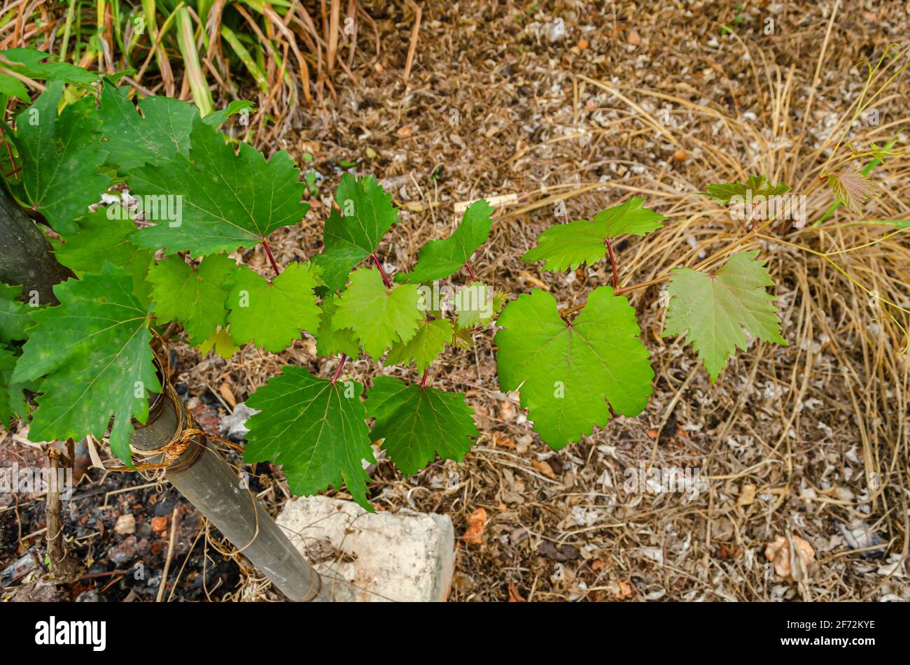Grape Suspended Over Ground Stock Photo