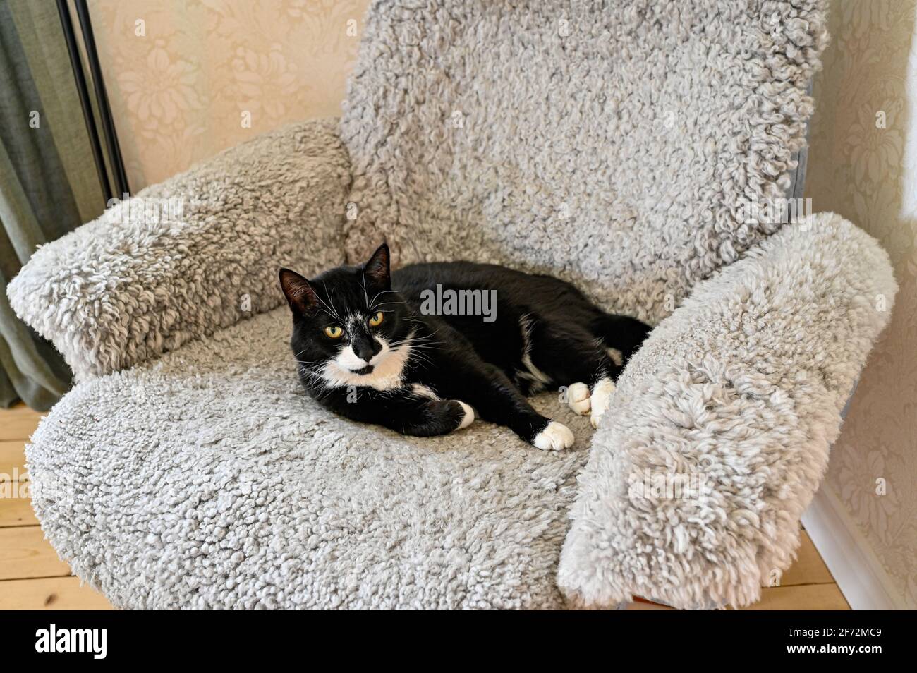 black and white cat resting in a armchair Stock Photo - Alamy