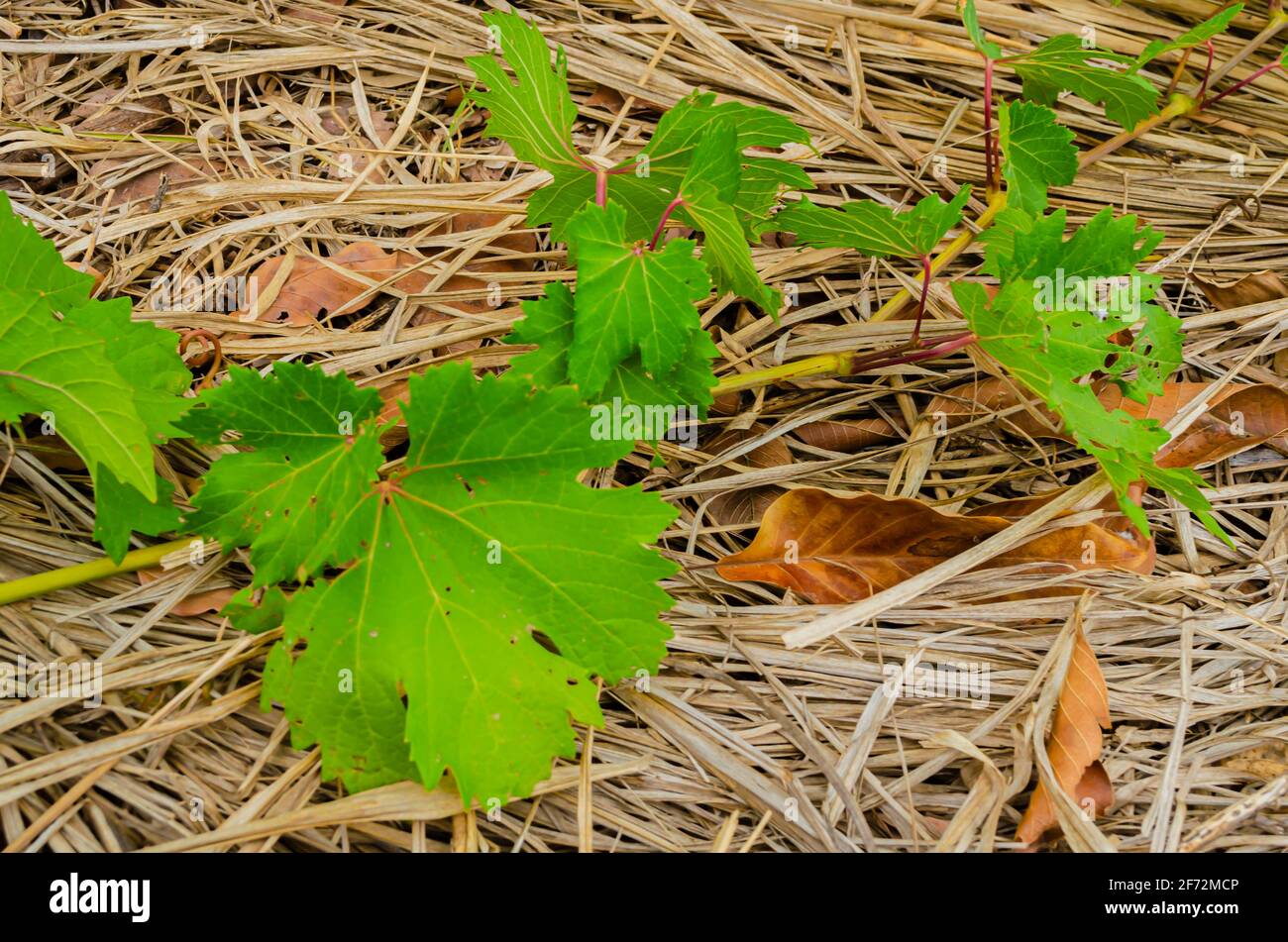 Leaves Of Grape Vine On the Ground Stock Photo