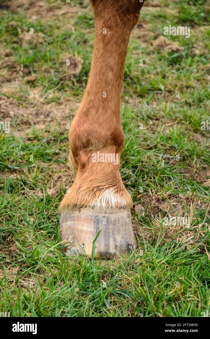 Horse hoof anatomy hires stock photography and images Alamy