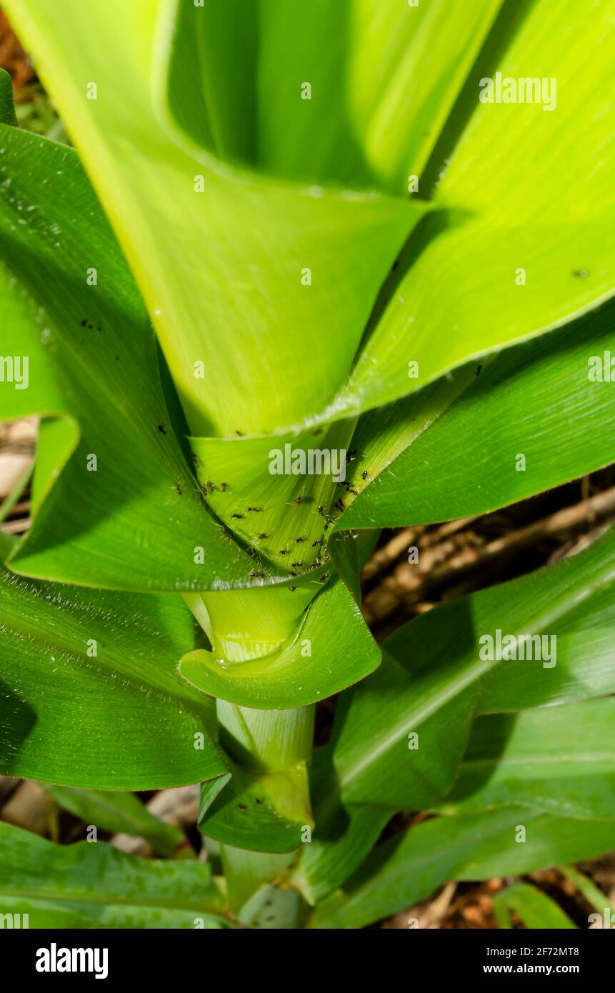 Black Ants On Corn Plant Stock Photo Alamy
