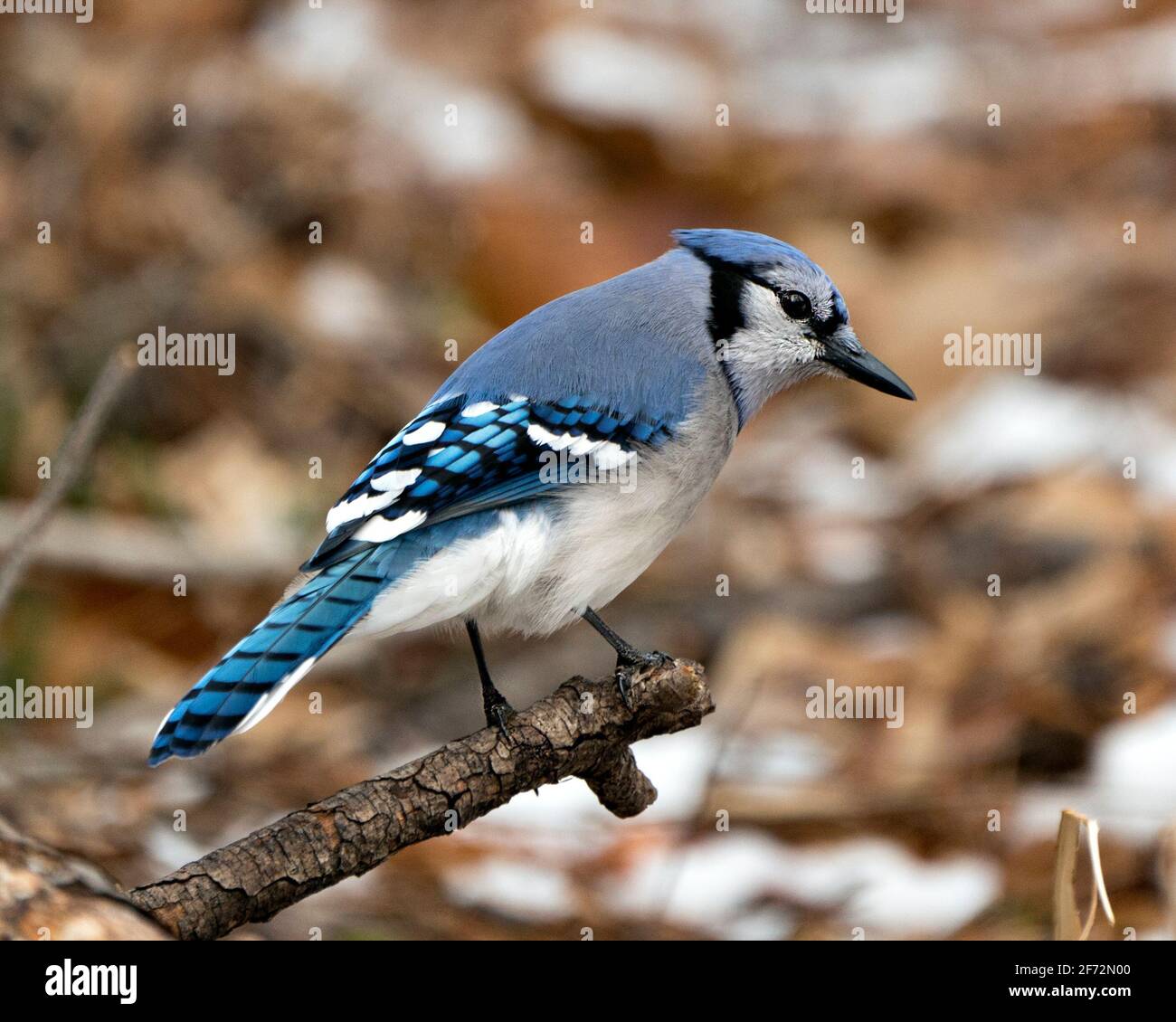 Blue Jay Bird Perched On A Branch In The Winter Season With A Blur Background In Its Environment And Habitat Displaying Blue And White Feathers Stock Photo Alamy Blue Jay Bird Perched On A Branch In The Winter Season With A Blur Background In Its Environment And Habitat Displaying Blue And White Feathers Stock Photo Alamy