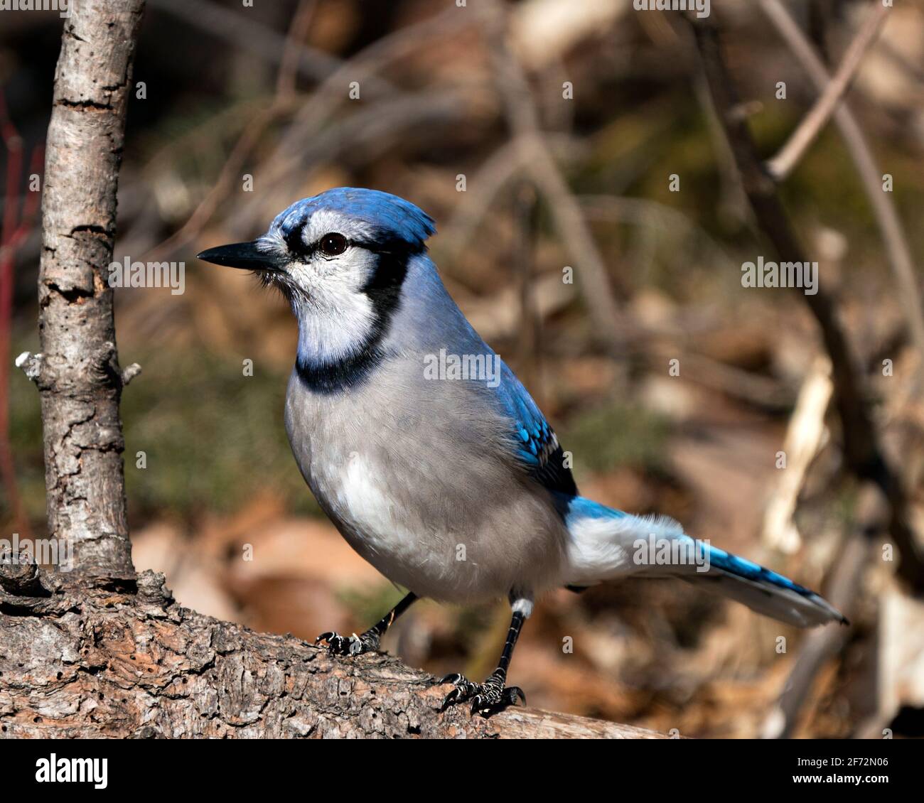 Blue Jay bird closeup profile view, perched with a blur background