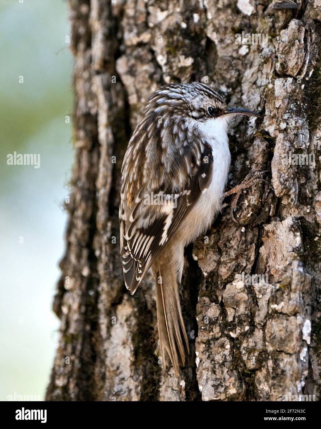 Tree Creeper bird close-up on a tree trunk looking for insect in its environment and habitat and displaying camouflage brown feathers, curved claws. Stock Photo