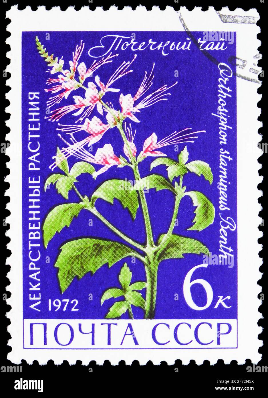 MOSCOW, RUSSIA - JANUARY 12, 2021: Postage stamp printed in USSR (Russia) shows Orthsiphon stamineus, Medicinal Plants serie, circa1972 Stock Photo
