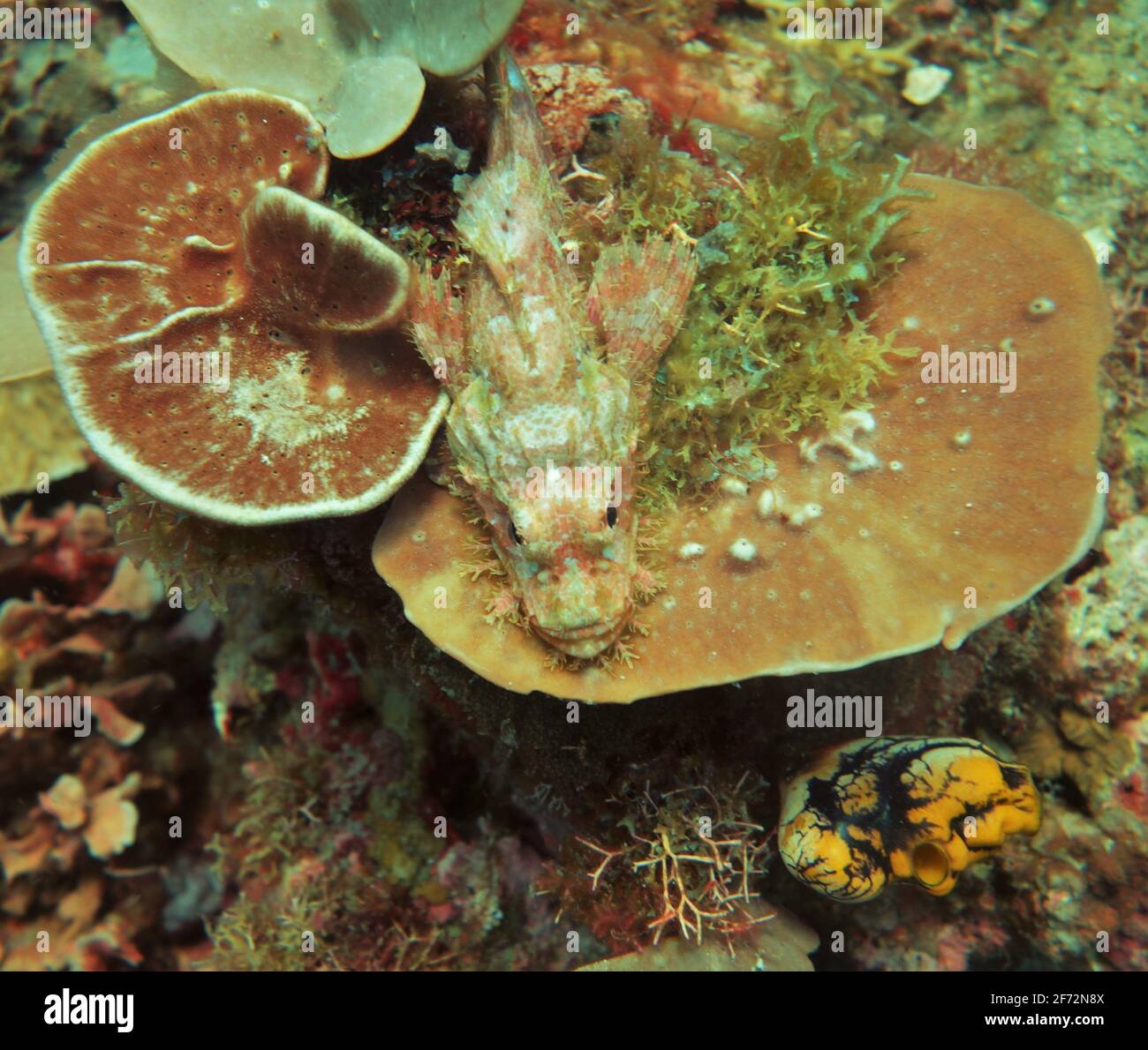 Deep scuba diving red scorpionfish hi-res stock photography and images ...