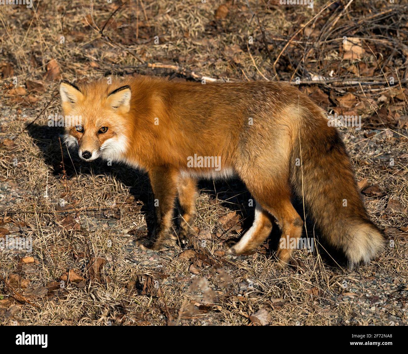 Red Fox close-up profile side view looking at camera in the spring ...