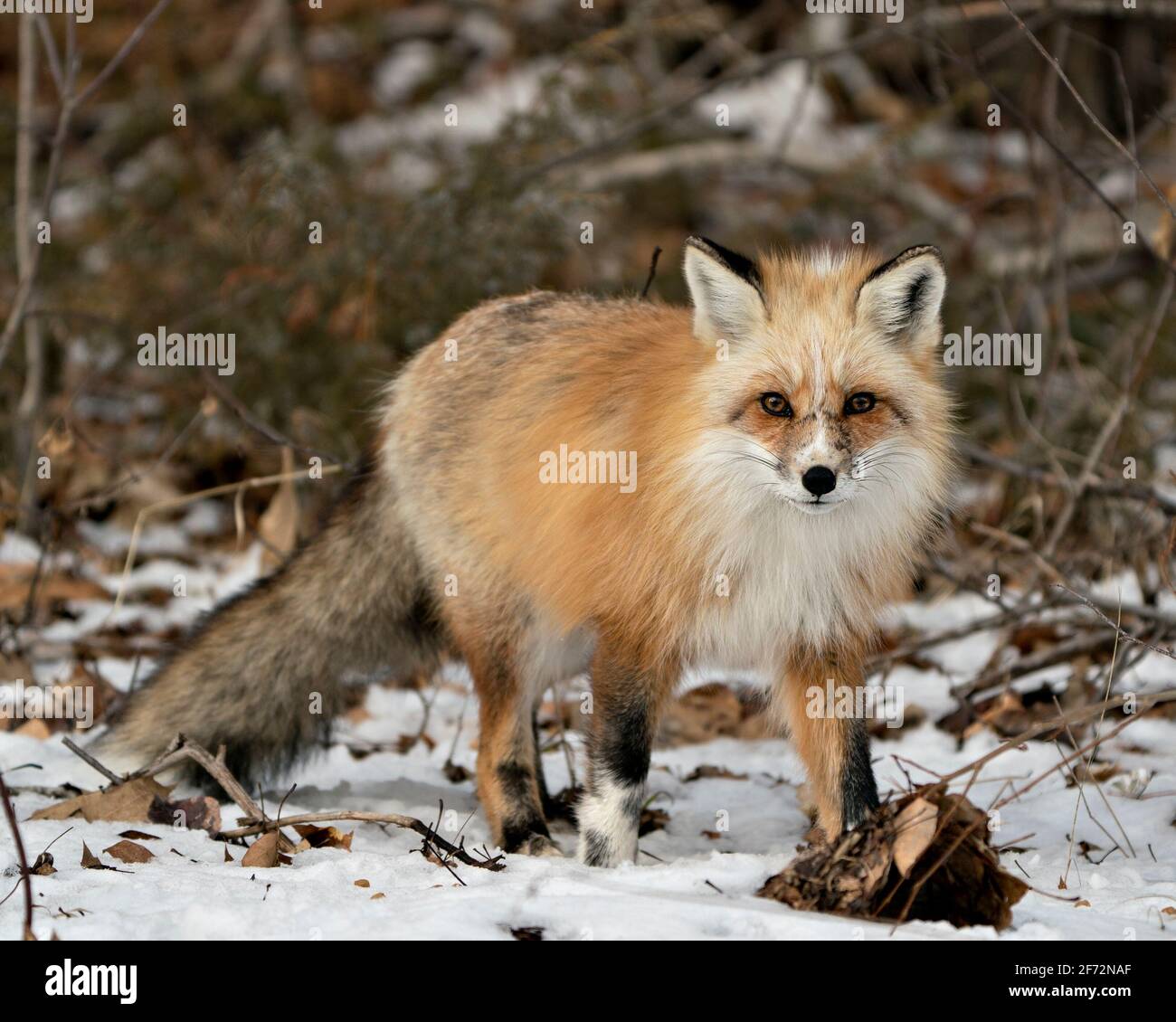 Red unique fox close-up profile walking towards you and looking at camera in the winter season in its habitat with blur snow background. Fox Image. Stock Photo