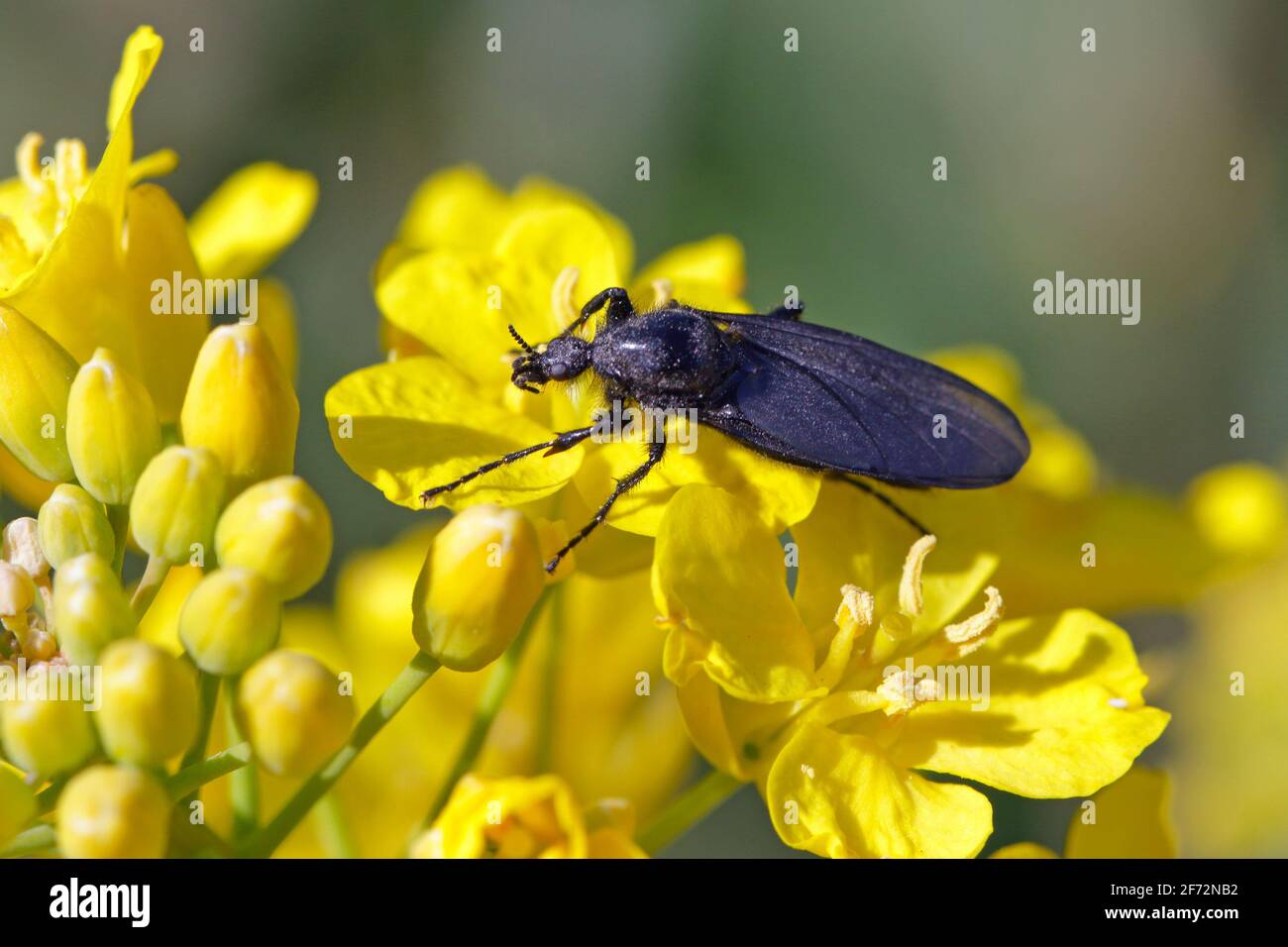 Bibio marci is a fly from the family Bibionidae called March flies and