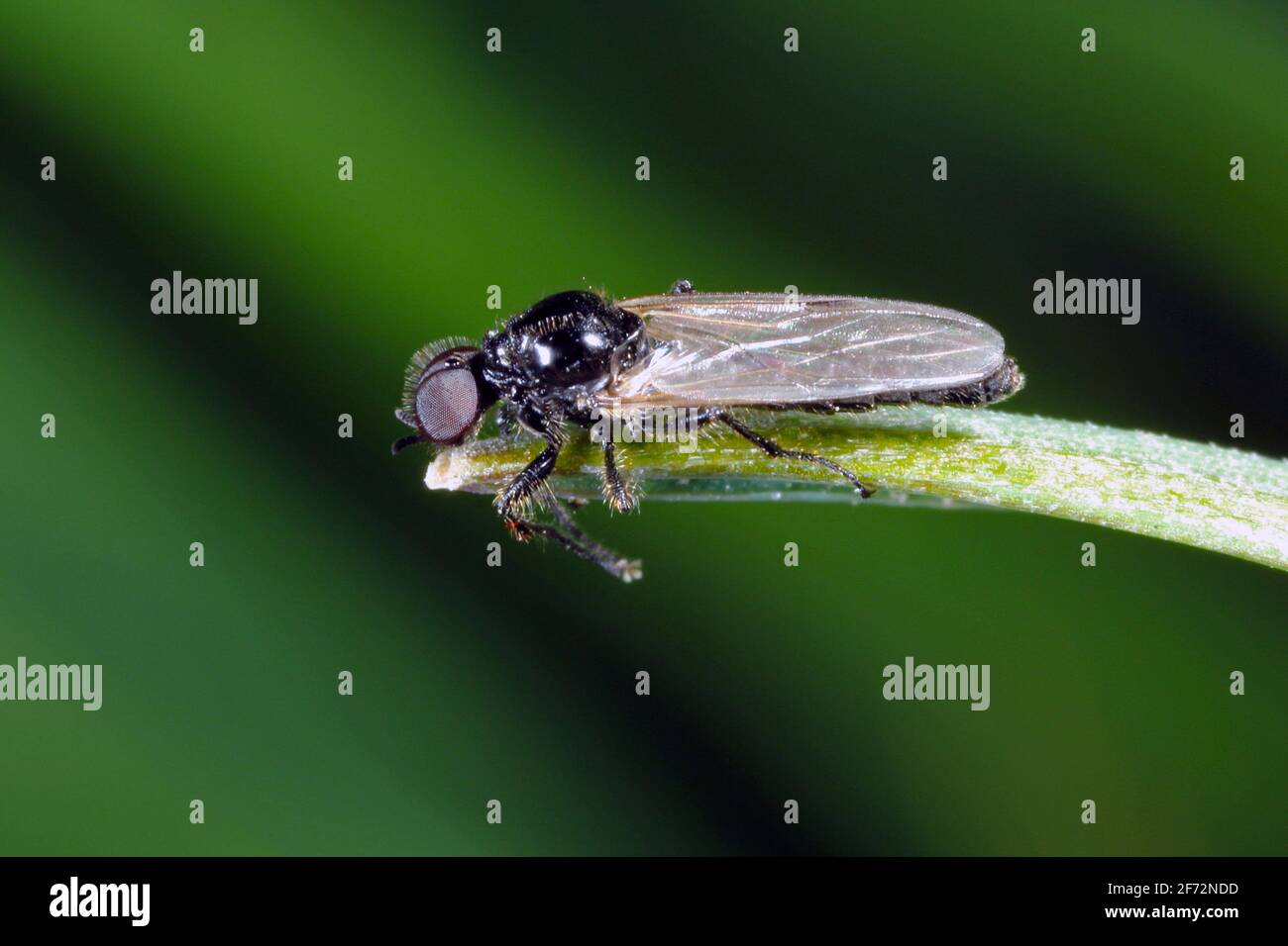 Bibio marci is a fly from the family Bibionidae called March flies and