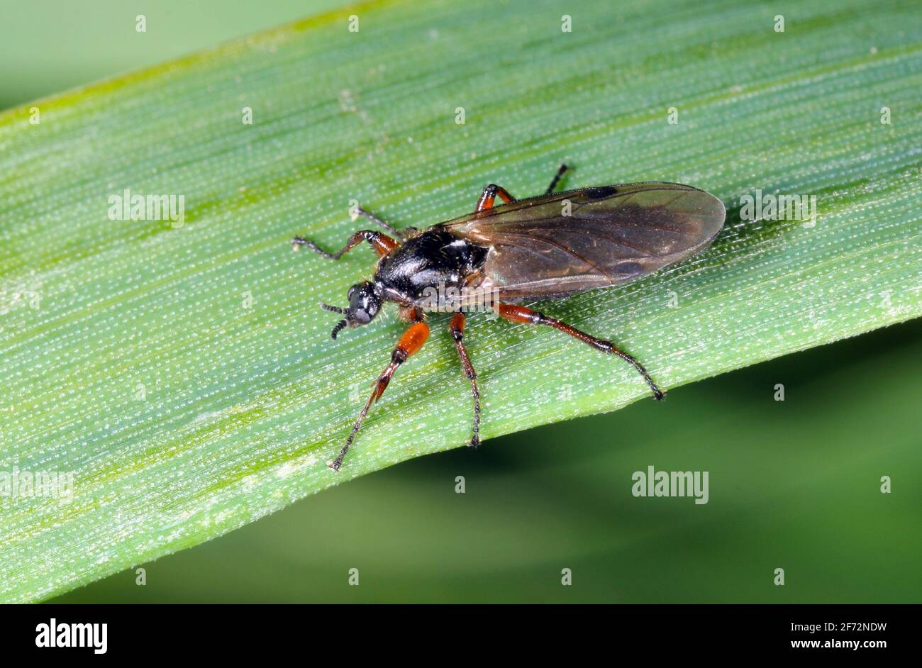 Bibio pomonae is a fly from the family Bibionidae called March flies and lovebugs. Larvae of this insects live in soil and damaged plant roots. Stock Photo