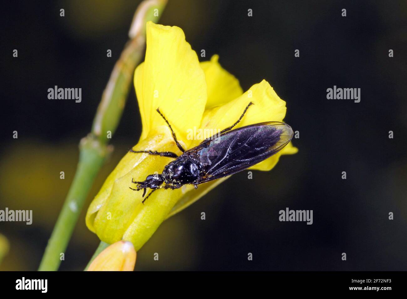 Bibio marci is a fly from the family Bibionidae called March flies and lovebugs. Larvae of this insects live in soil and damaged plant roots. Stock Photo