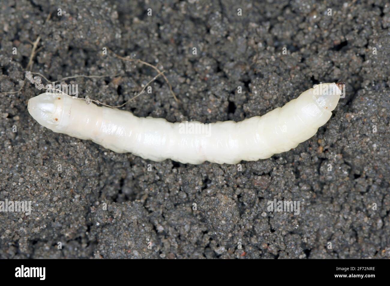 Larva on soil of Crane fly is a common name referring to any member of the insect family Tipulidae. It is significant pest in soil of many crops. Stock Photo