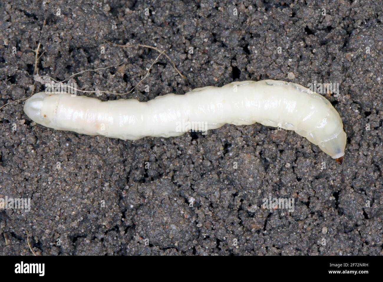 Larva on soil of Crane fly is a common name referring to any member of the insect family Tipulidae. It is significant pest in soil of many crops. Stock Photo