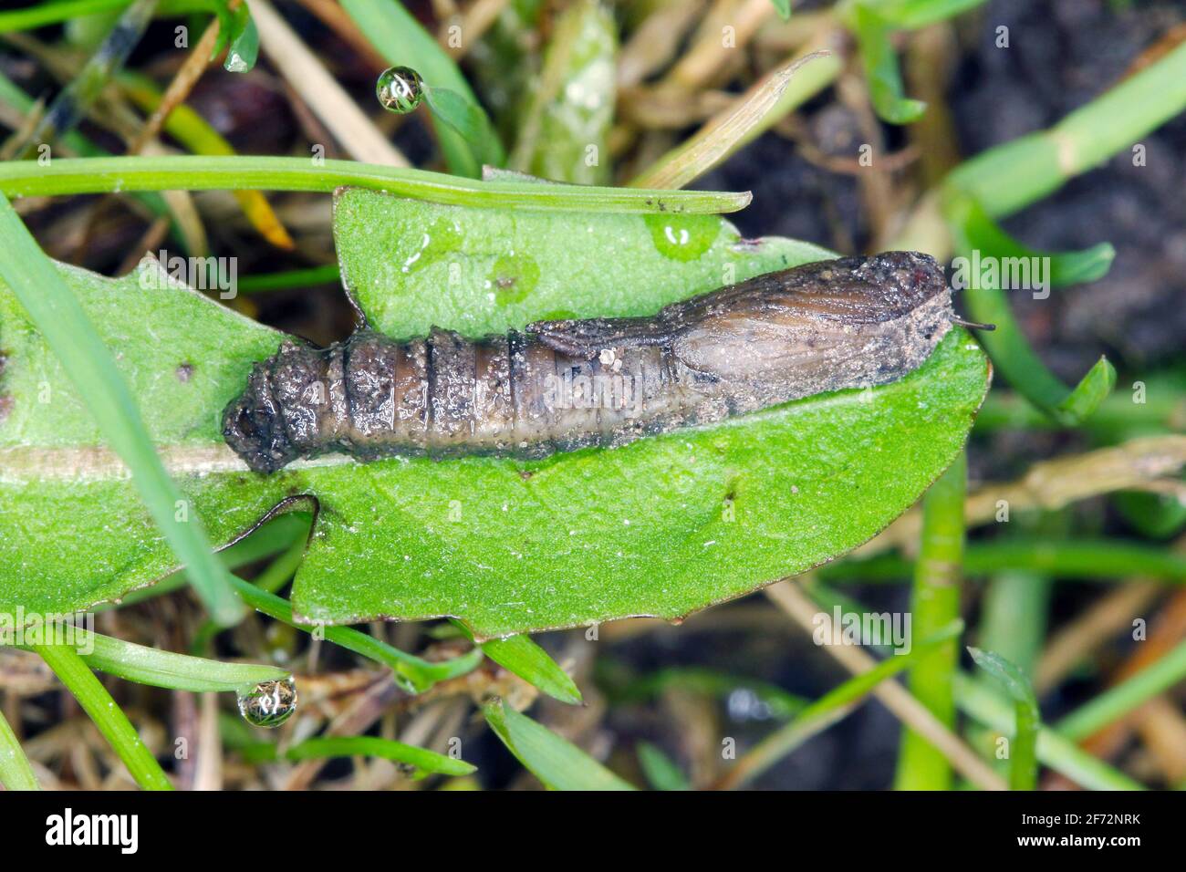 Pupa of Crane fly is a common name referring to any member of the insect family Tipulidae. It is significant pest in soil of many crops. Stock Photo