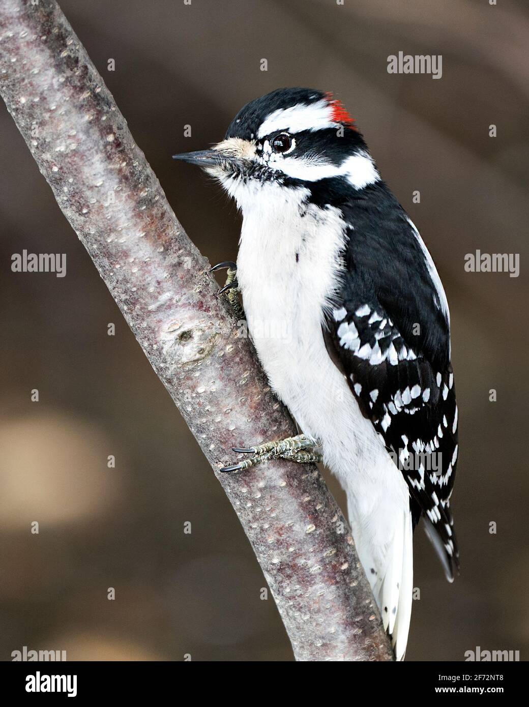 Woodpecker male close-up image climbing tree branch and displaying feather plumage in its environment and habitat in the forest. Picture. Image. Stock Photo