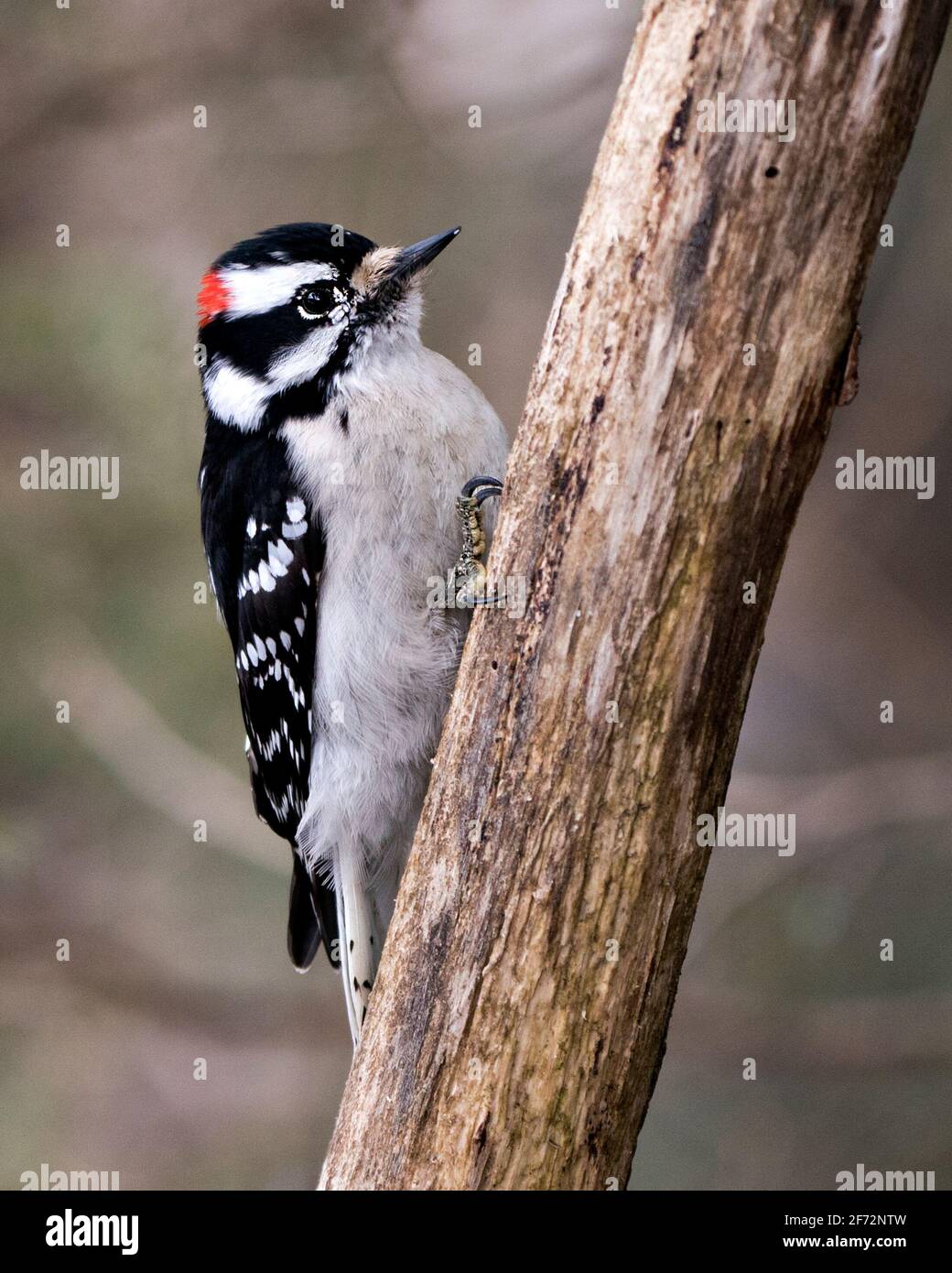 Woodpecker male close-up image climbing tree branch and displaying feather plumage in its environment and habitat in the forest. Image. Picture. Stock Photo