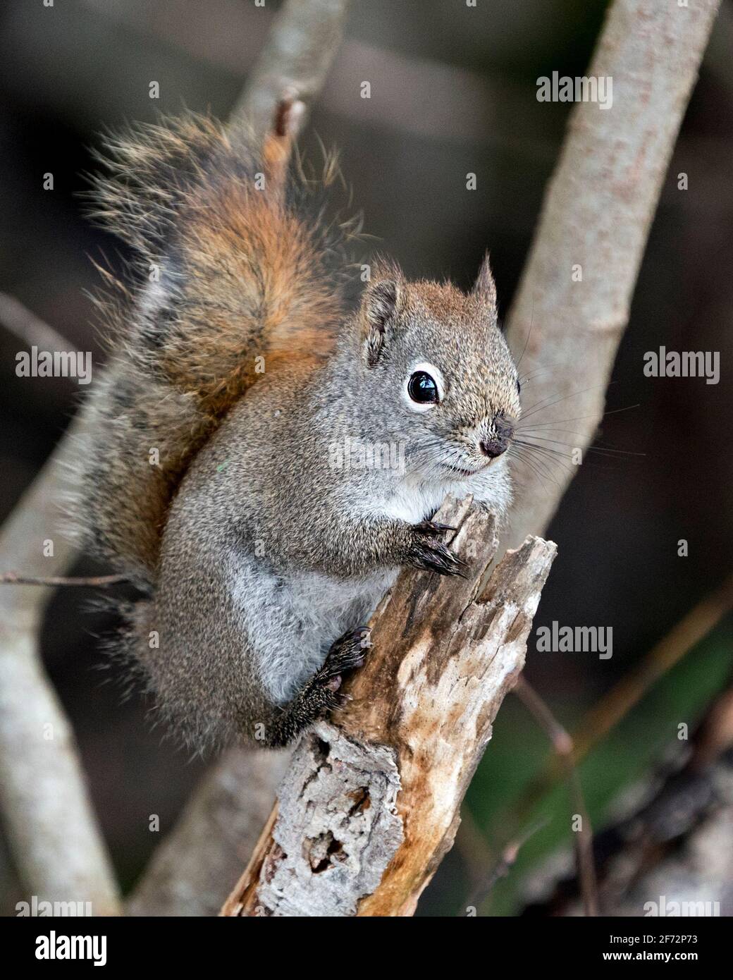 Squirrel close-up profile view in the forest standing on a branch with a blur background displaying its brown fur, paws, bushy tail, in its habitat . Stock Photo