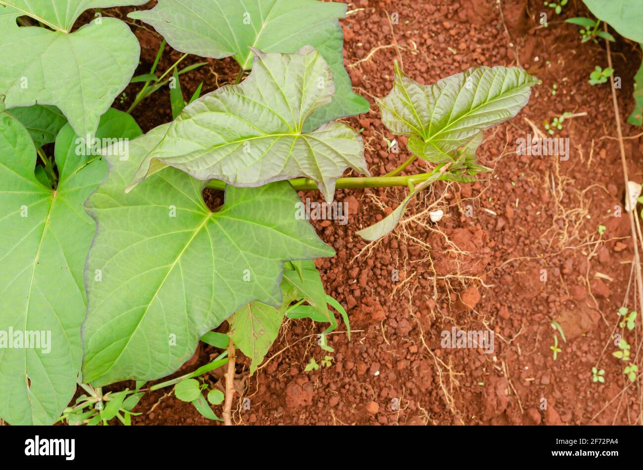 Young Leaves Of Sweet Potato Slip Stock Photo