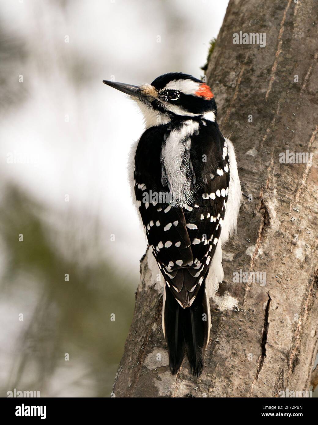 Woodpecker close-up profile view climbing tree trunk and displaying feather plumage in its environment and habitat in the forest with a background. Stock Photo