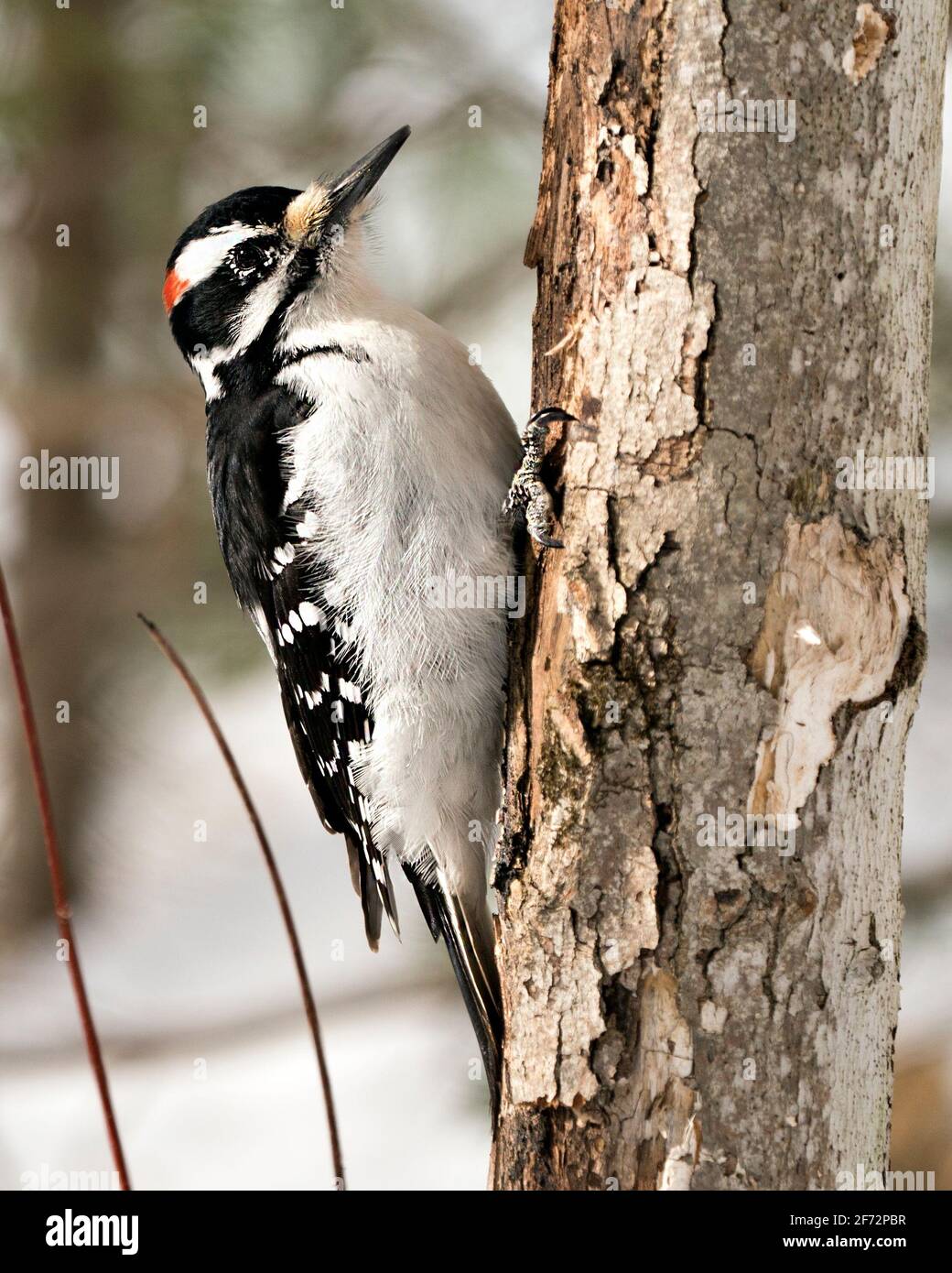 Woodpecker close-up profile view climbing tree trunk and displaying feather plumage in its environment and habitat in the forest. Image. Picture. Stock Photo