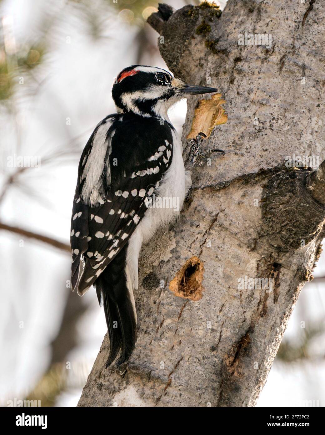 Woodpecker male close-up profile view drumming a hole in a  tree trunk and displaying feather plumage in its environment and habitat in the forest. Stock Photo