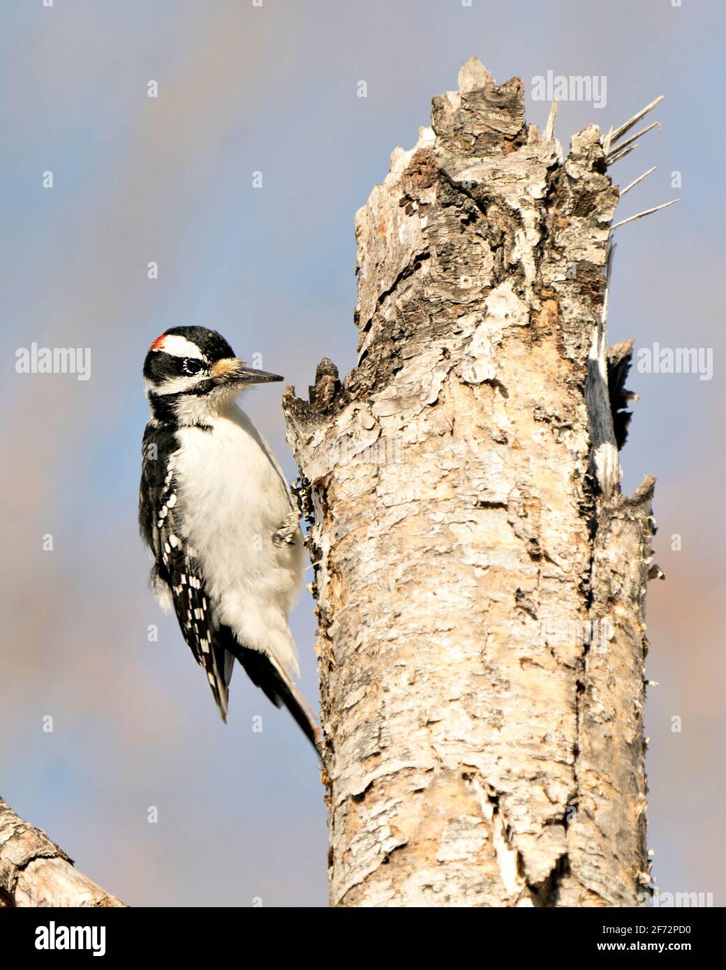 Woodpecker close-up profile view on top of a tree and displaying feather plumage in its environment and habitat in the forest with a blur background. Stock Photo