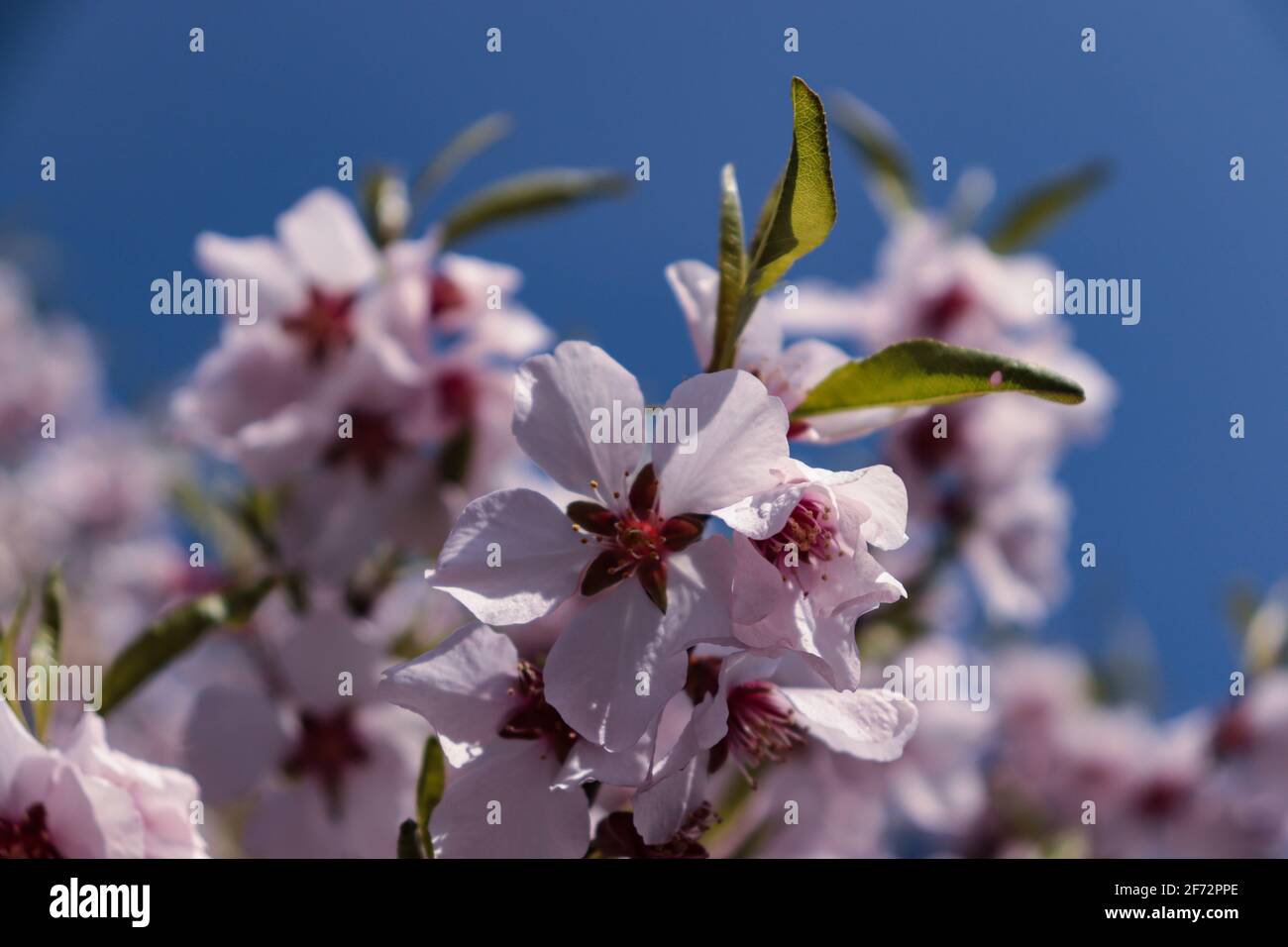 Almond Bloom Stock Photo