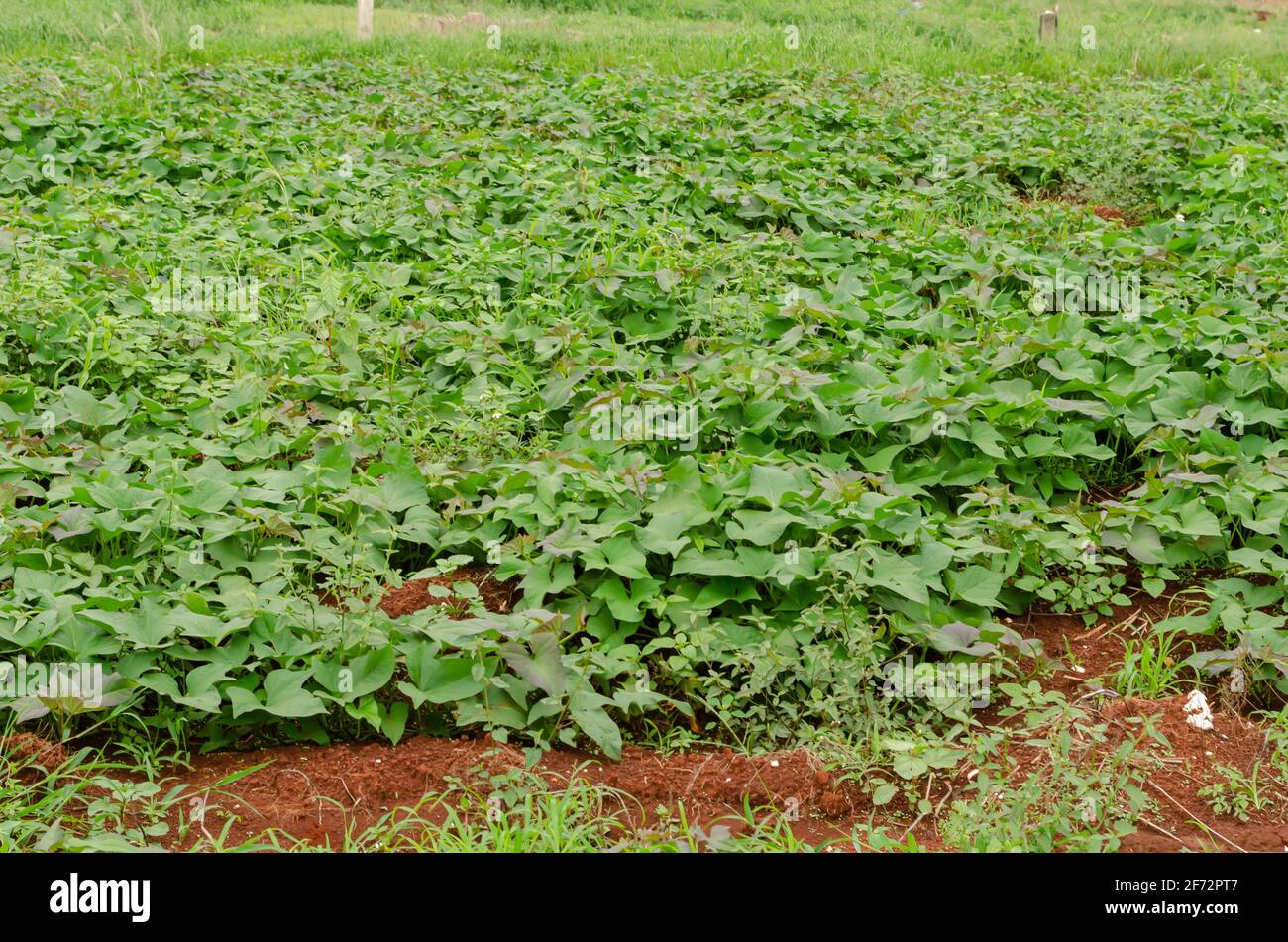 Sweet Potato Field Stock Photo Alamy