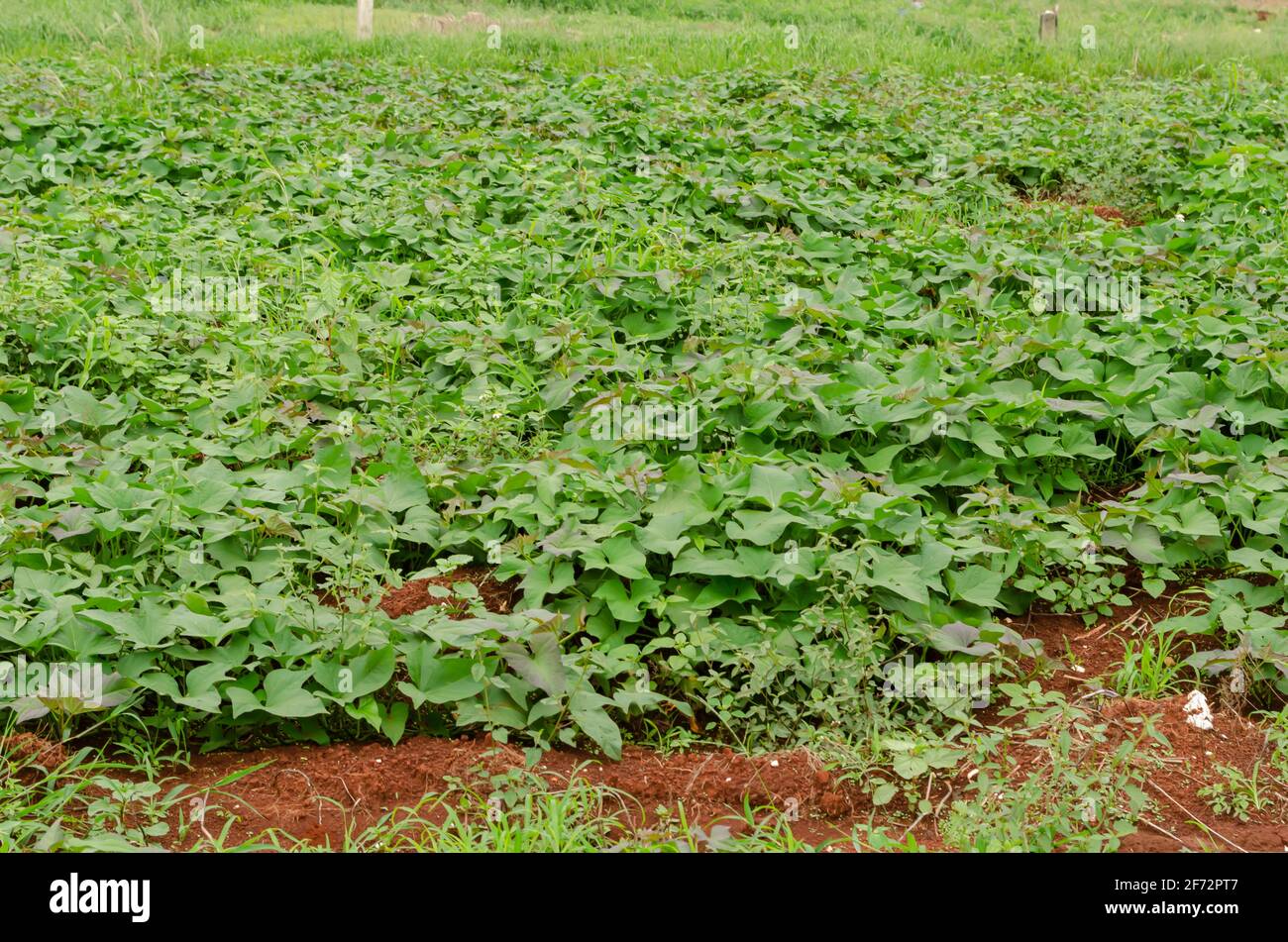Sweet Potato Field Stock Photo