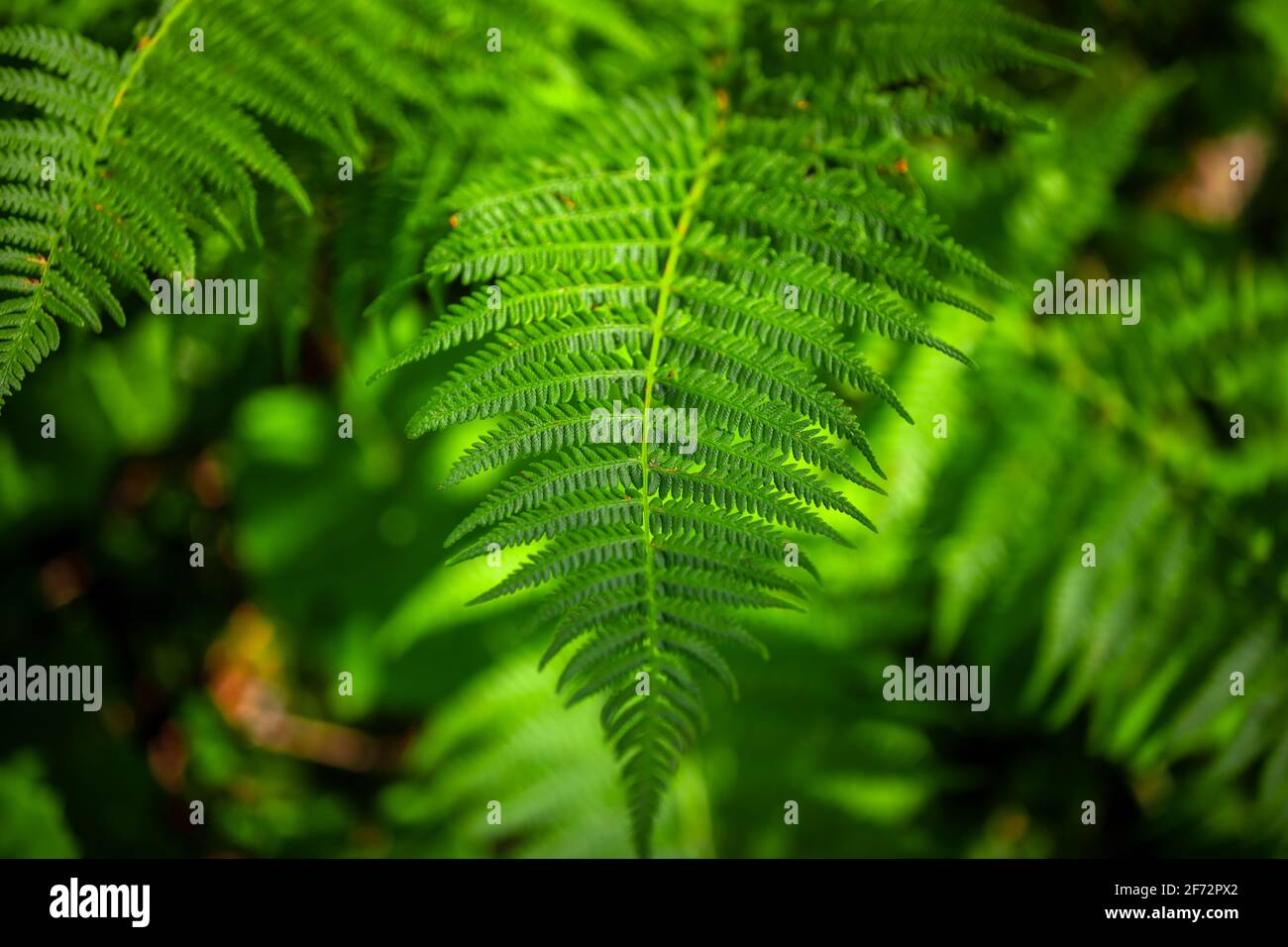 Fern close hi-res stock photography and images - Alamy
