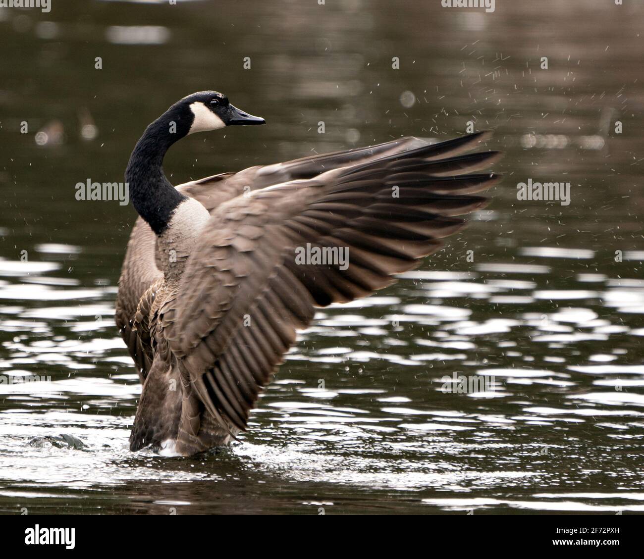 Canadian Geese close-up profile view swimming in the water with spread wings in its habitat and environment. Canada Geese Image. Picture. Portrait. Stock Photo