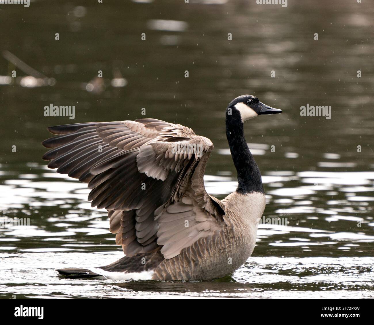 Canadian Geese close-up profile view swimming in the water with spread wings in its habitat and environment. Canada Geese Image. Picture. Portrait. Stock Photo