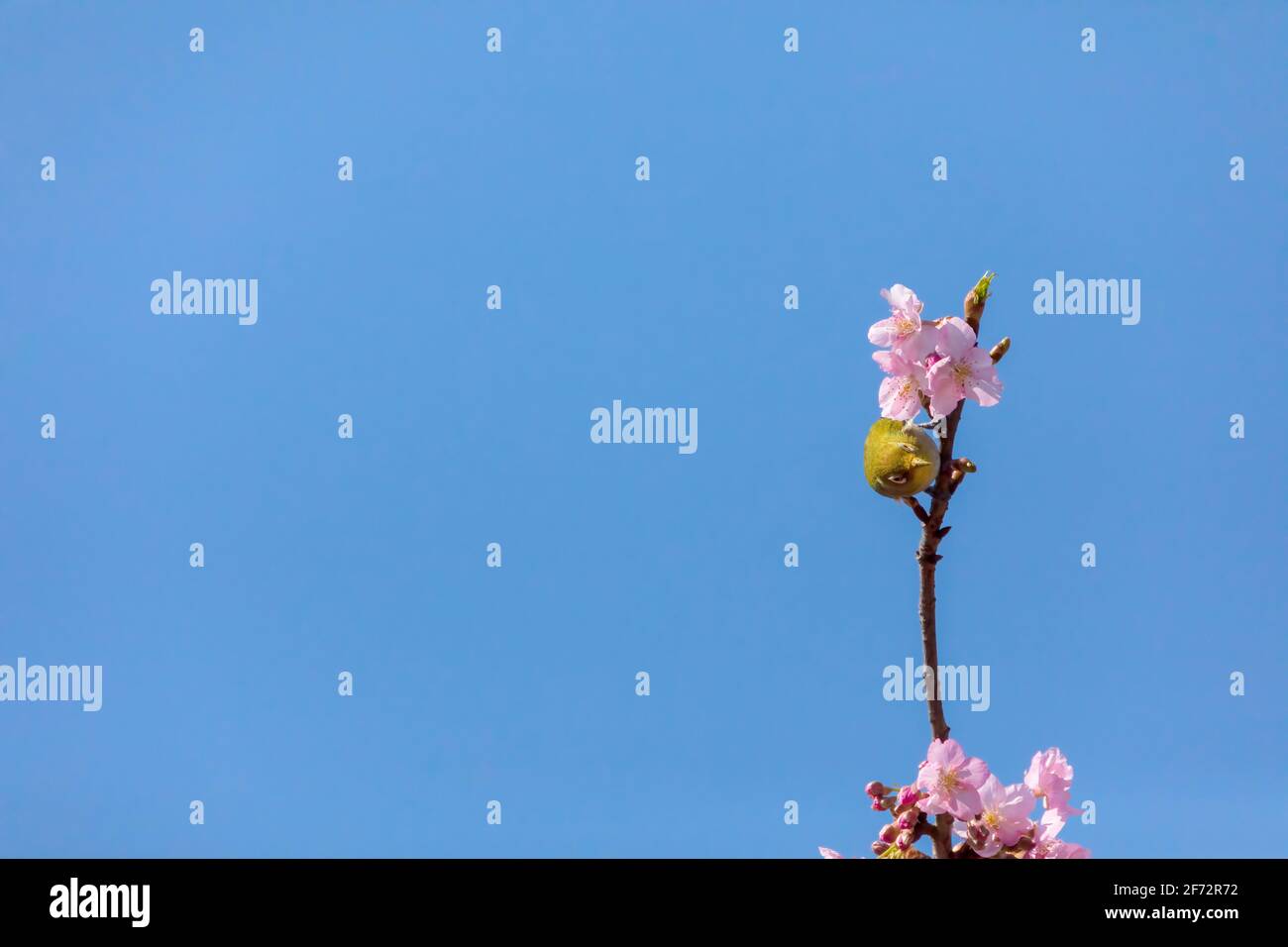 Japanese Whiteeye With Cherry blossom(Japanese name is Kawazuzakura