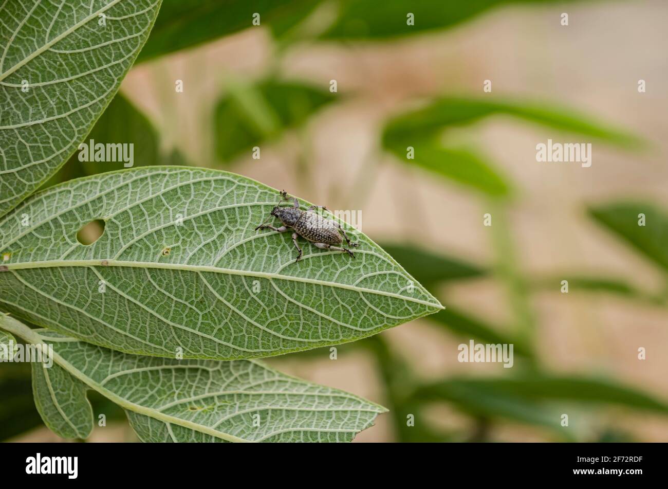 Pigeon peas leaf hires stock photography and images Alamy