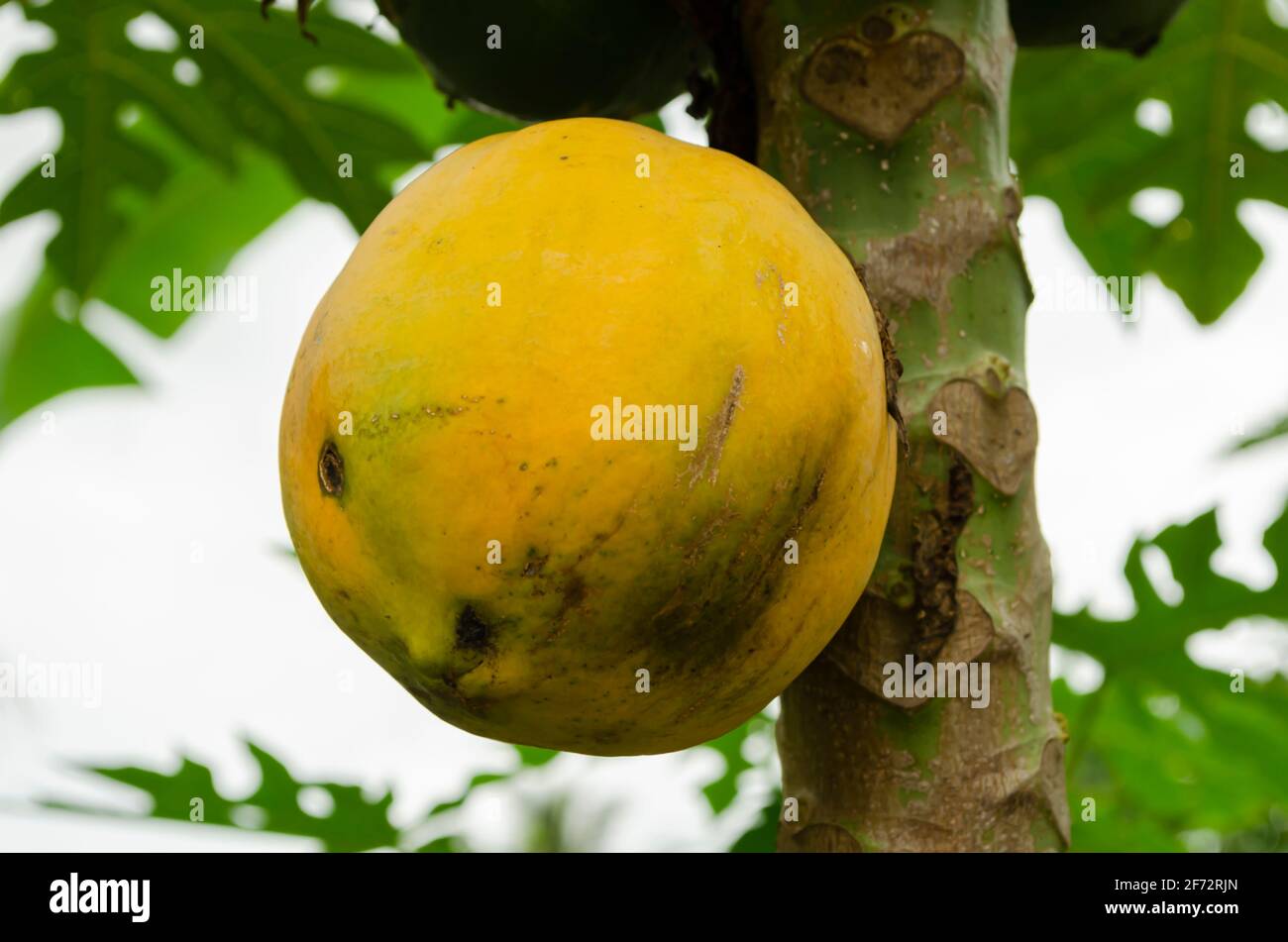 Closeup Ripe Papaya On Tree Stock Photo