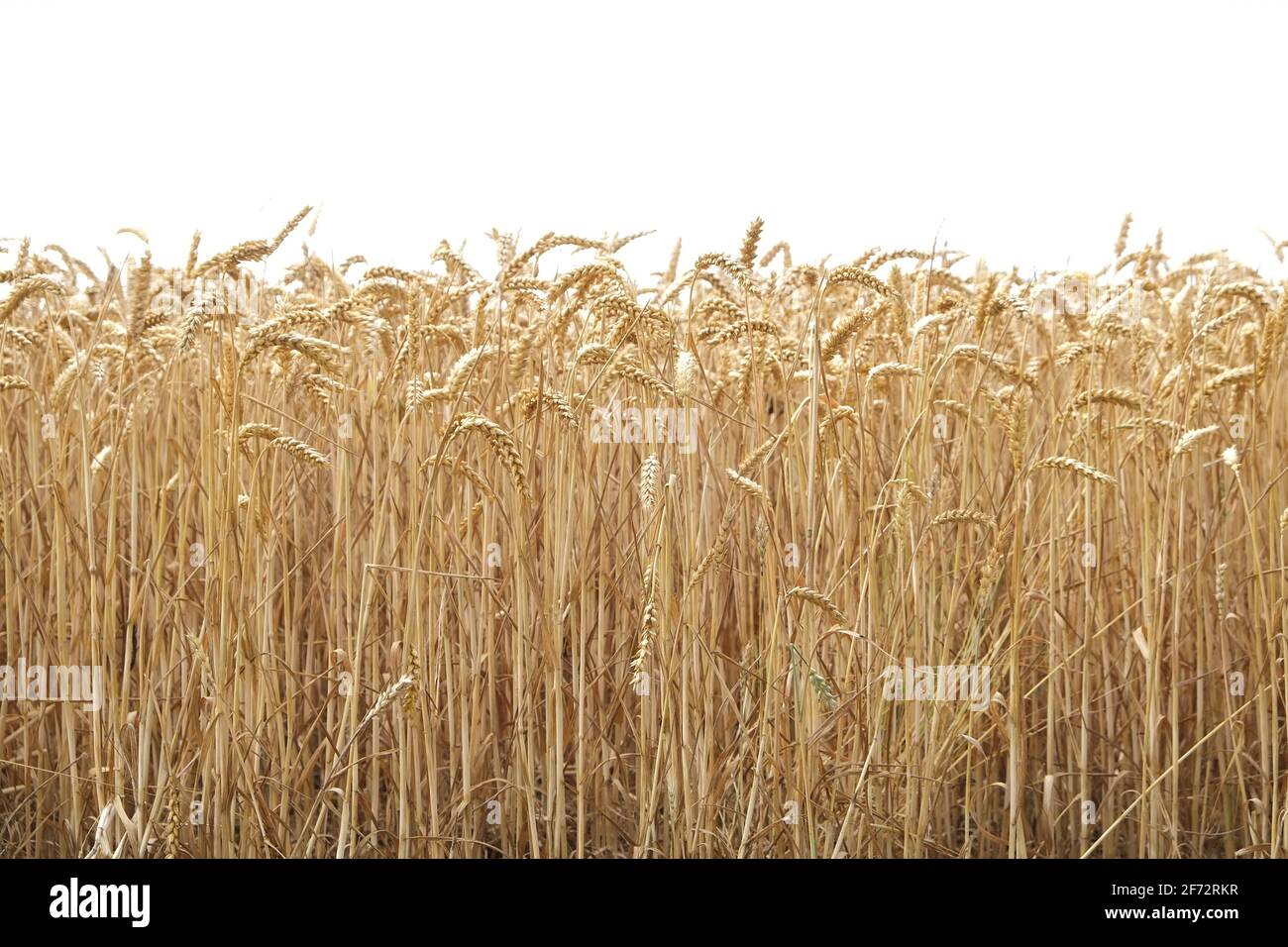 a crfoss section photograph showing the inside of a crop of wheat ready to be harvested. Stock Photo