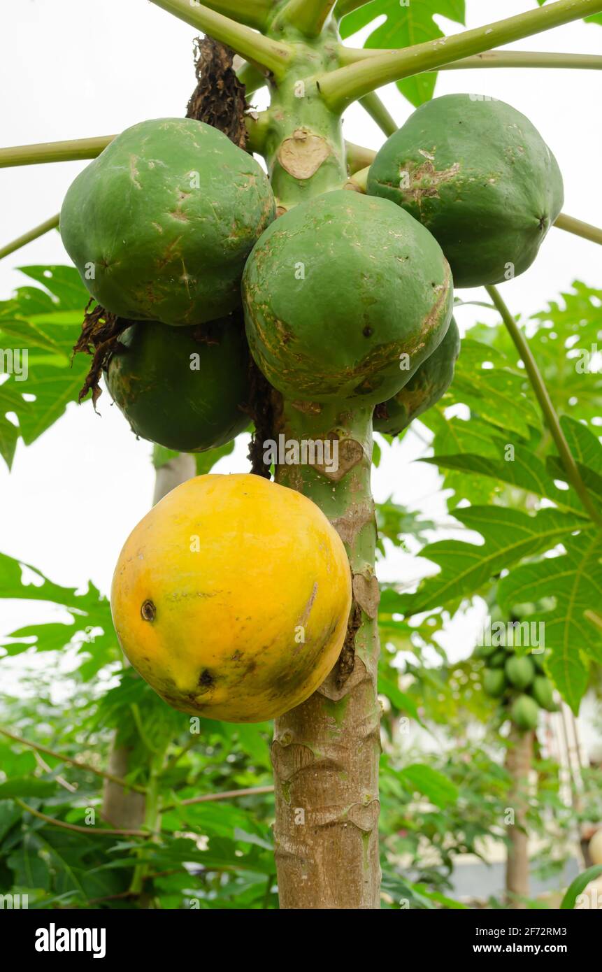 Fruitful Papaya Tree Stock Photo