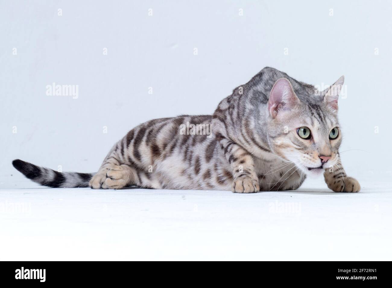 Silver Bengal Cat in studio Stock Photo