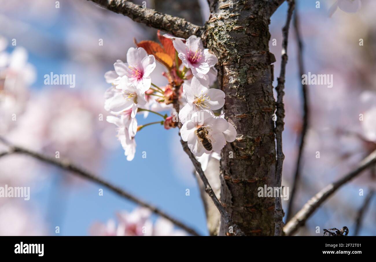 Birmingham, West Midlands, UK. 4th April 2021. A bee takes a sip of nectar from a cherry blossom tree this Easter Sunday. Credit: Ryan Underwood / Alamy Live News Stock Photo