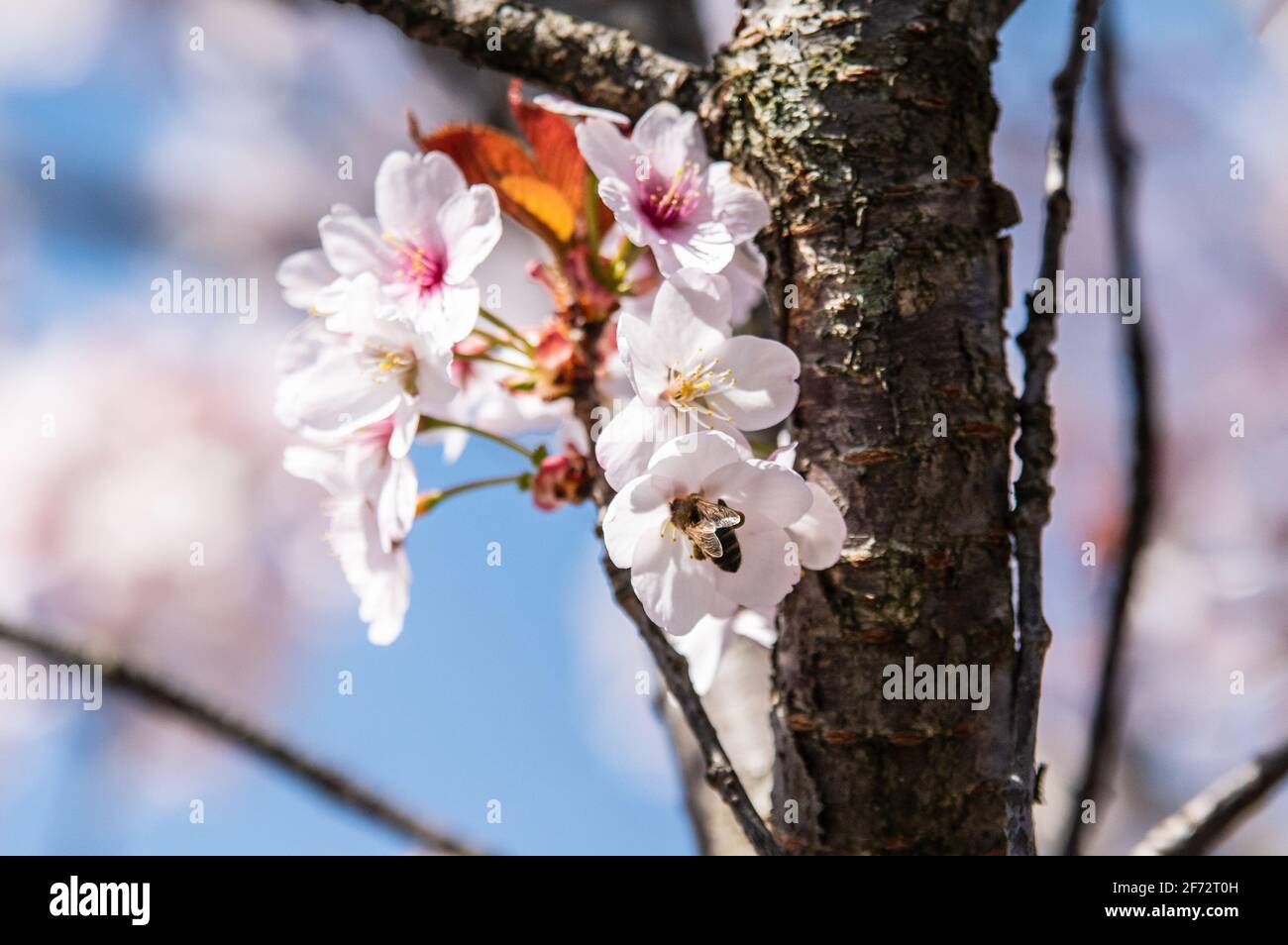 Birmingham, West Midlands, UK. 4th April 2021. A bee takes a sip of nectar from a cherry blossom tree this Easter Sunday. Credit: Ryan Underwood / Alamy Live News Stock Photo