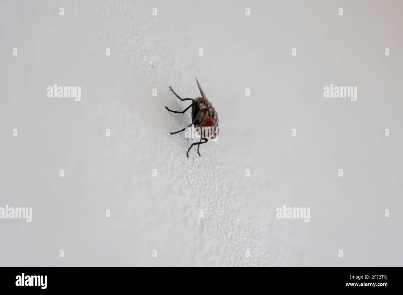 Fly on the wall hi-res stock photography and images - Alamy