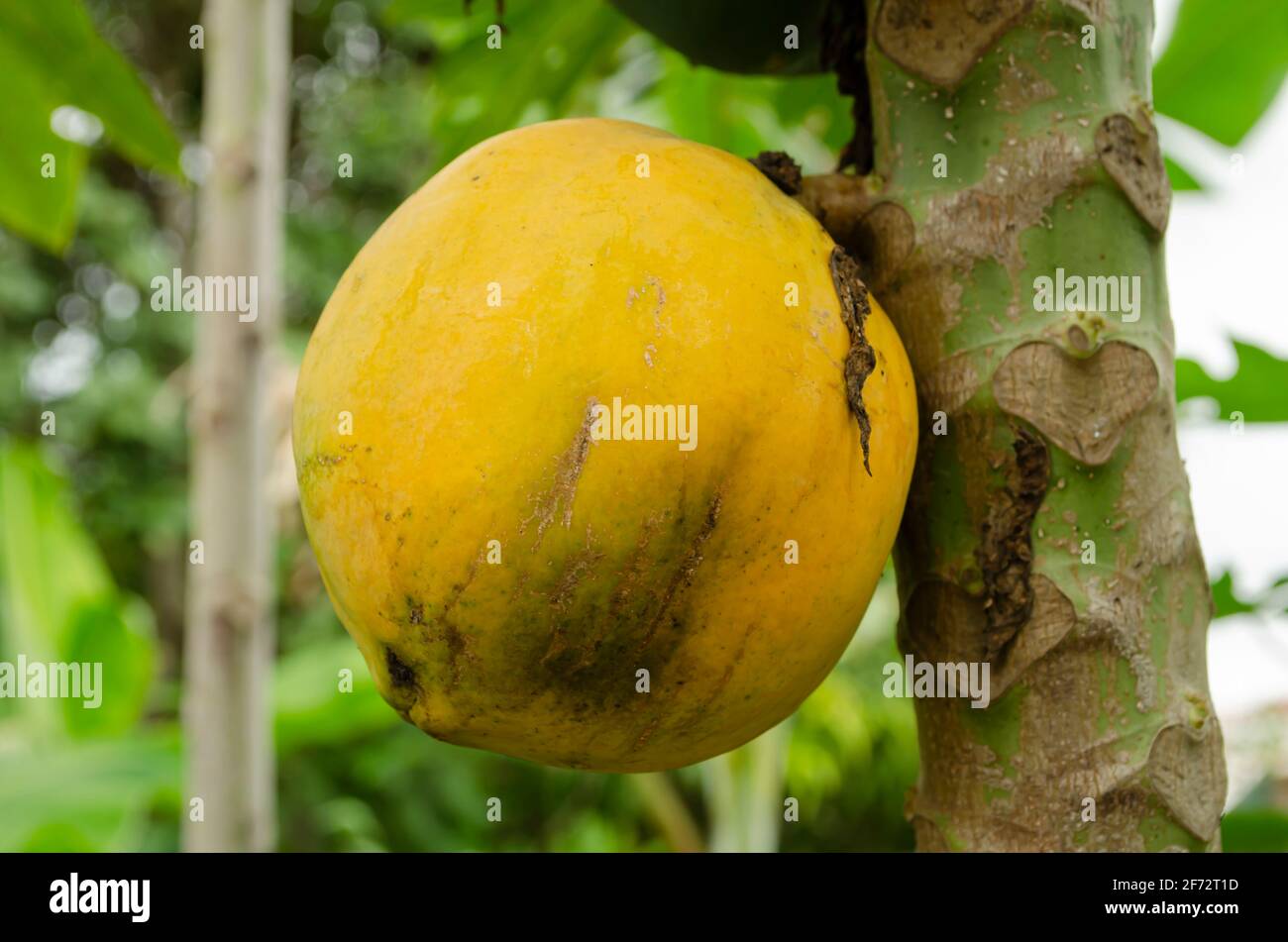 Yellow Ripe Round Papaya Stock Photo